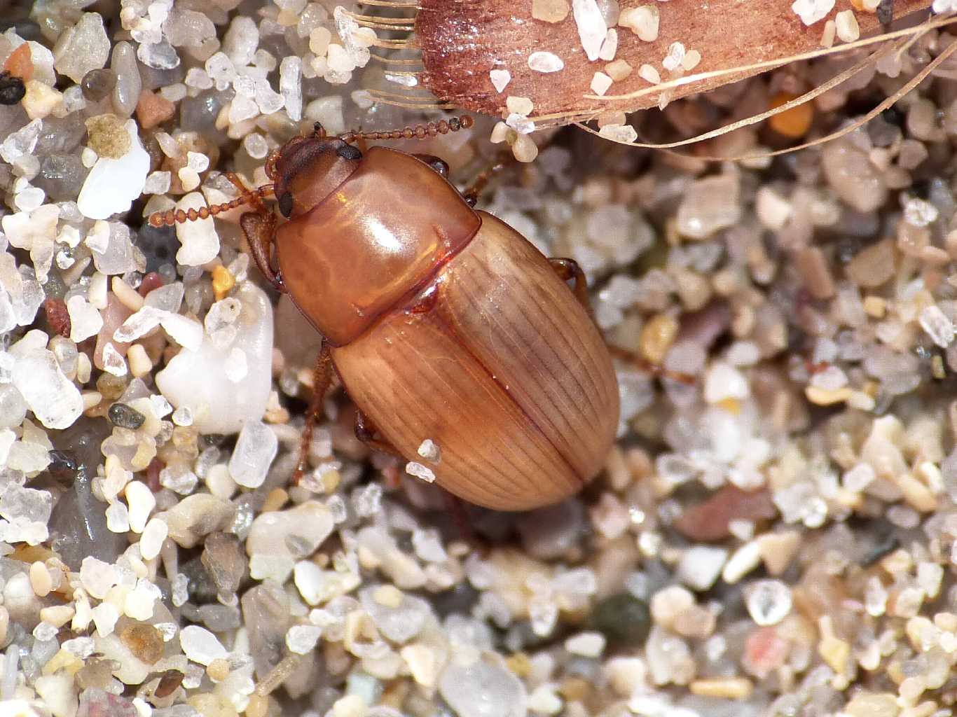 Phaleria reveillerei: variazioni